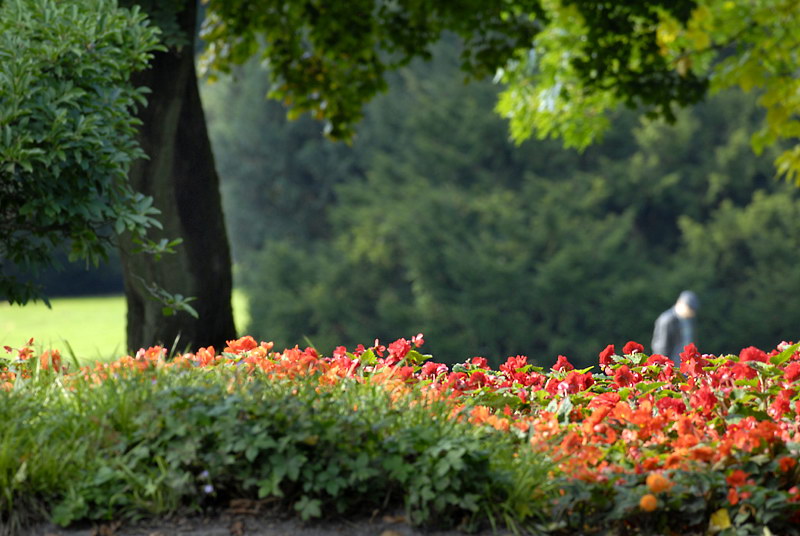 Blume Baum_DDC4825 Kopie.jpg - Spaziergang im Park